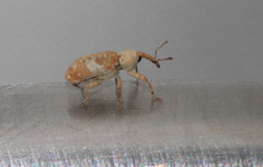 Acentrus histrio