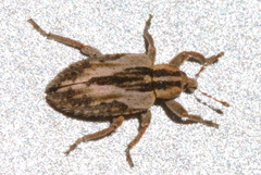 Hypera farinosa