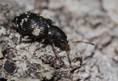 Oedecnemidius varius