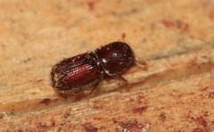 Orthotomicus
