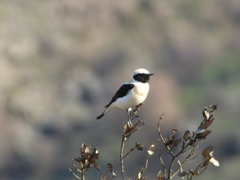 Oenanthe hispanica