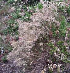 Pentameris heptameris