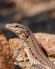 Callopistes maculatus