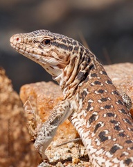 Callopistes maculatus