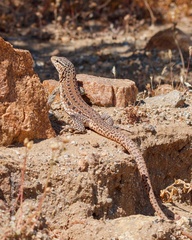 Callopistes maculatus