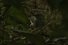Calamonastes stierlingi