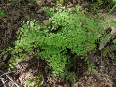 Adiantum shastense image