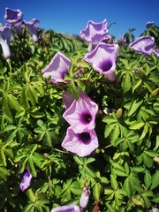 Convolvulus althaeoides