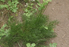 Harbouria trachypleura