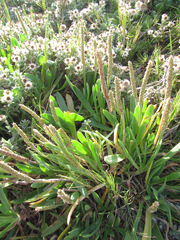 Plantago carnosa