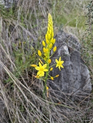Bulbine