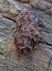 Stemonitis