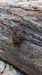Stemonitis