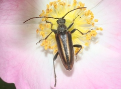 Cortodera longicornis