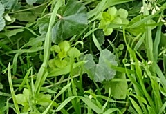 Stellaria media