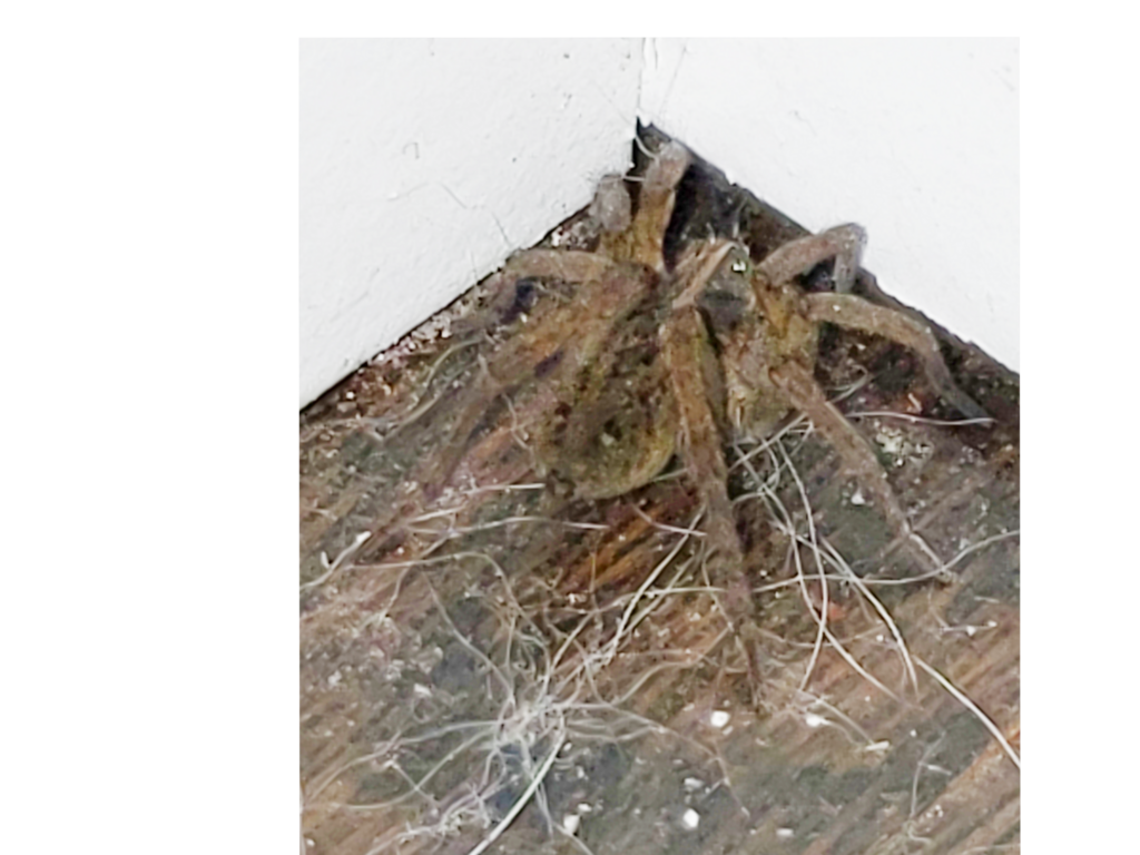 Wolf Spiders in November 2022 by yumimbi · iNaturalist