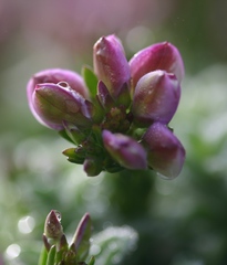 Polygala ericifolia