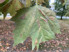 Phyllonorycter platani