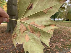 Phyllonorycter platani