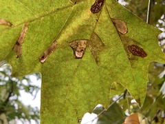 Phyllonorycter platani