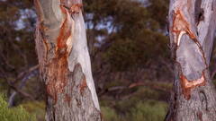 Eucalyptus oleosa