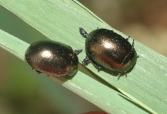 Chrysolina hyperici