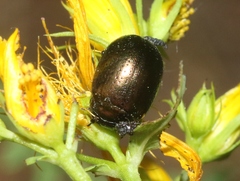 Chrysolina hyperici