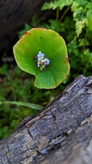 Claytonia perfoliata
