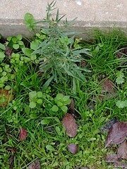 Stellaria media