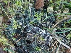 Peltigera rufescens