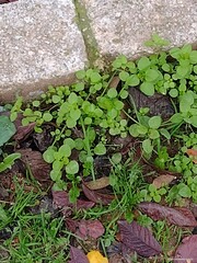 Stellaria media