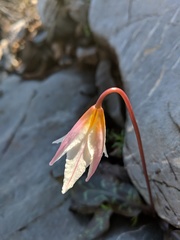 Erythronium shastense