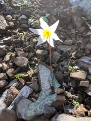 Erythronium shastense