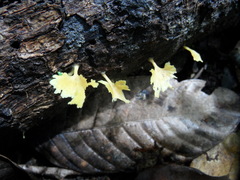 Cotylidia aurantiaca