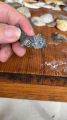 Buccinoidea