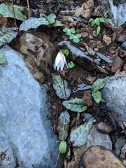 Erythronium shastense