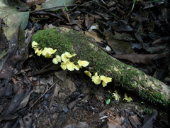 Cotylidia aurantiaca