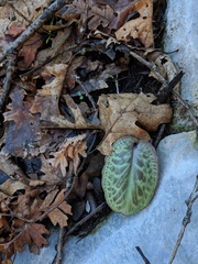 Erythronium shastense