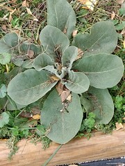 Verbascum pulverulentum