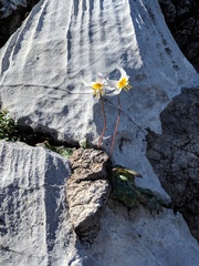 Erythronium shastense