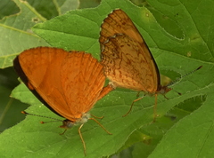 Tegosa
