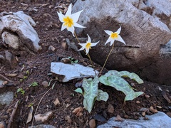 Erythronium shastense