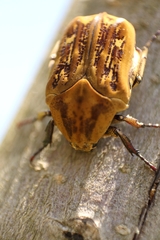 Hoplopyga