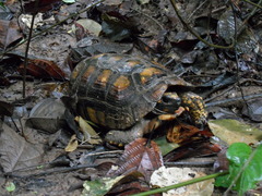 Chelonoidis denticulatus