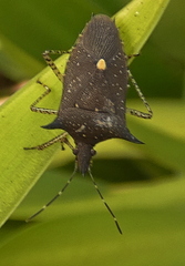 Proxys albopunctulatus