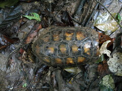 Chelonoidis denticulatus