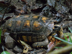 Chelonoidis denticulatus
