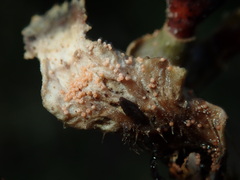 Lasionectria lecanodes