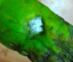 Sclerotinia sclerotiorum