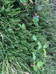 Calluna vulgaris
